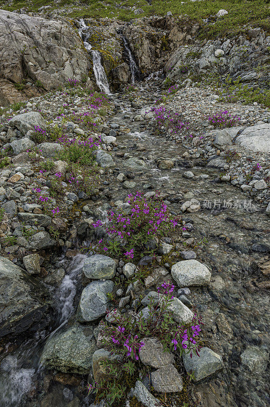 瀑布和河流美丽的火草或矮火草，Chamaenerion latifolium(以前Epilobium latifolium，也叫chamamerion latifolium;位于阿拉斯加冰川湾国家公园的里德冰川附近。